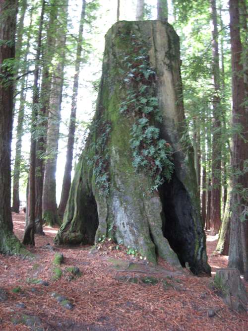 Wordless Wednesday: Redwood Tree Stump