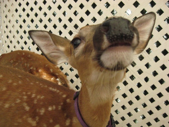 Wordless Wednesday: Cute Baby Deer