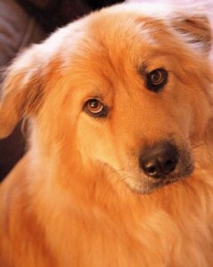 Help "Good Dogma" Raise Awareness About Homeless Pets + Giveaway!