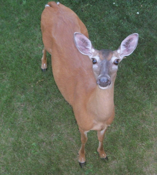 Hello, Deer! Check out this adorable PA resident!