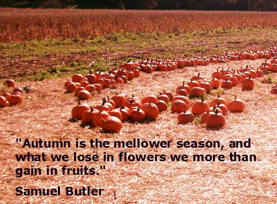 9 Welcome, Autumn: Quotes About My Favorite Season