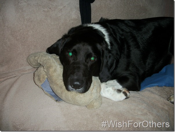 Our #WishForOthers: A Warm & Loving Home for Every Animal