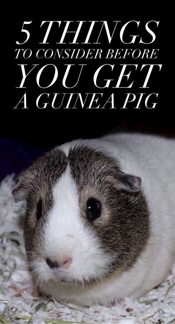 Thinking about getting a guinea pig? Check out these five things you absolutely must know before you bring home your sweet little cavy!