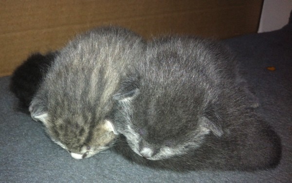 Kittens 2