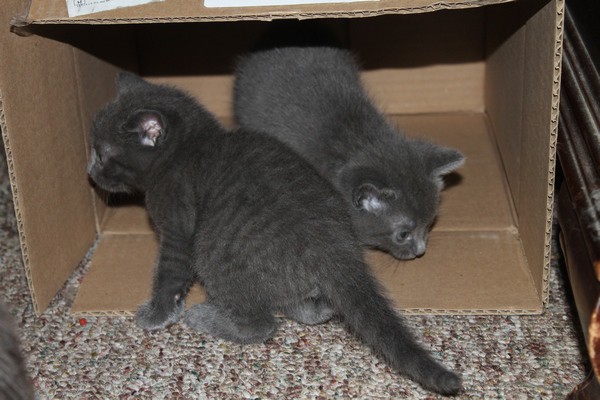Odd and Zoe, two insanely cute kittens born to an abandoned Mama cat that my boyfriend cared for and took in when she was ready to deliver.