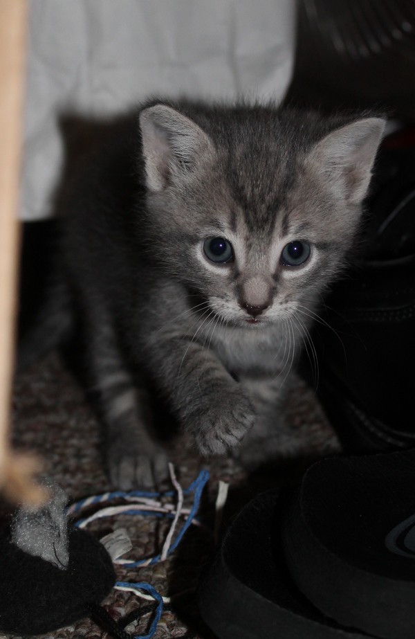 Stripes the Kitten is a total stalker! He needs a furever home with someone who loves to play!