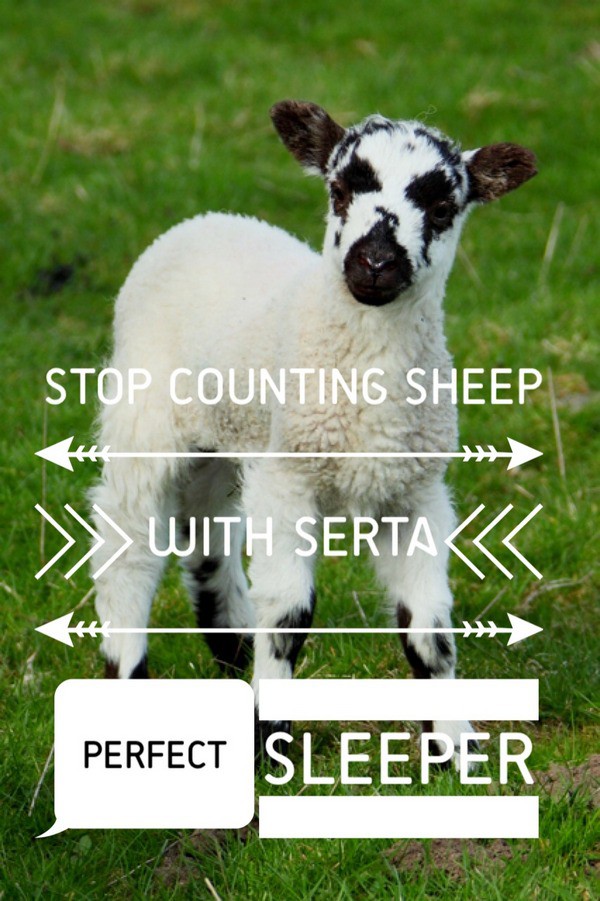 Stop Counting Sheep Serta Perfect Sleeper