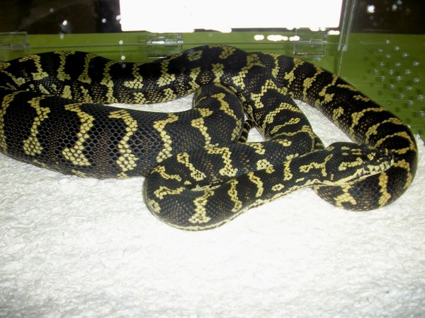 Carpet Python- one of Sal's "wish list" snakes that we saw at at reptile show. 