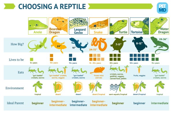 http://www.petmd.com/reptile/infographic/choosing-reptile