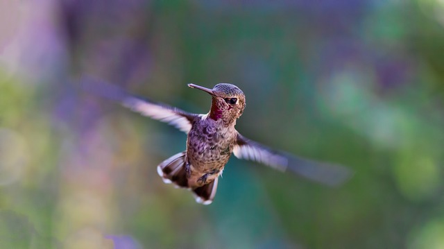 100+ Writing Prompts & Blog Post Ideas for September: Hummingbird Celebration