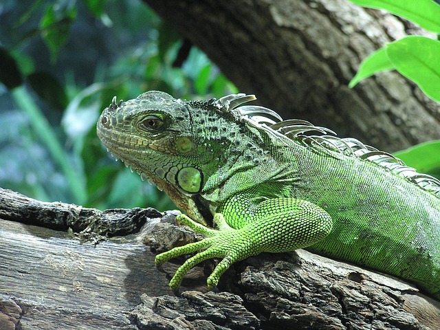 100+ Writing Prompts & Blog Post Ideas for September: Iguana Awareness Day
