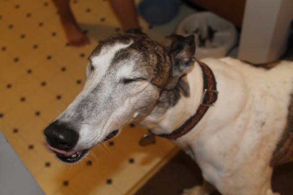 Adopt a Greyhound and give a retired racer a first chance at life!
