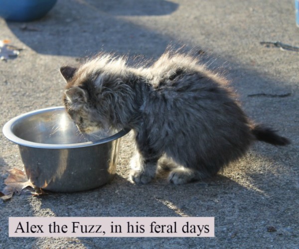 Little Alex the Fuzz in his feral days, because he moved inside. 
