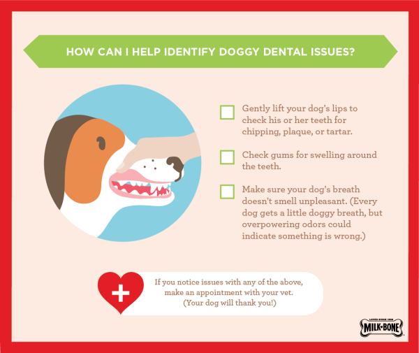 How to identify possible dental issues in your dogs. 