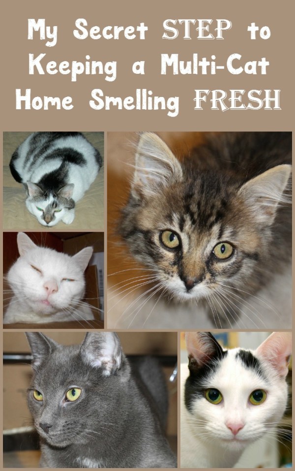What's my secret "step" to keeping my multi-cat home smelling FRESH day after day? New Fresh Step with the power of Febreze! Check out my review, plus hear about more antics from Alex the Fuzz and his adopted sister Zoe! 