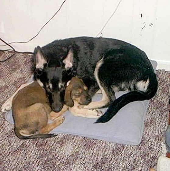 Puppy Love: Tasha and Maia 