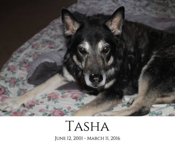 Tasha Memorial Photo