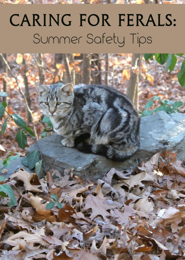 Caring for feral cats? Check out tips to help keep them safe during the hot summer months!
