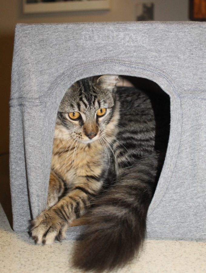 Make a Patriotic Cat Cave for your kitty with Tipsy Elves and help cats in need! Alex the Fuzz loves his caves. Check him out!