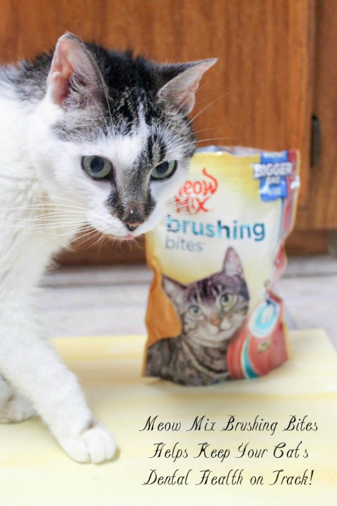 Keep your cat's dental health on track with Meow Mix Brushing Bites! Check them out!