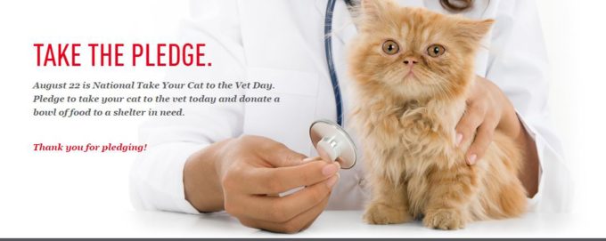 It's time to get more curious about your cat's health! Take the "Curiosity Saved the Cat" pledge and be more proactive about preventative care! #ad #Cat2VetDay