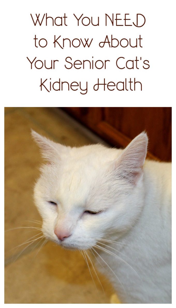 Half of all senior cats develop kidney disease. Ask your vet about the IDEXX SDMA screening test and catch it before it gets out of control! 