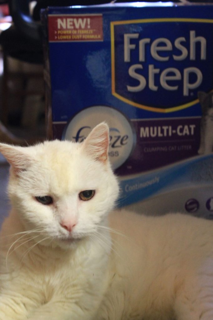 Say Goodbye to Stinky Litter Box Odors for 10 Days Straight with #FreshStepFebreze #Unsmellable