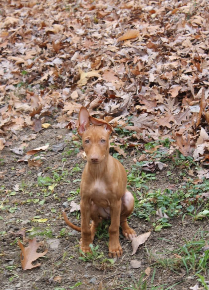 Freya, an 11-week-old Pharaoh Hound puppy and the newest member of our family. 