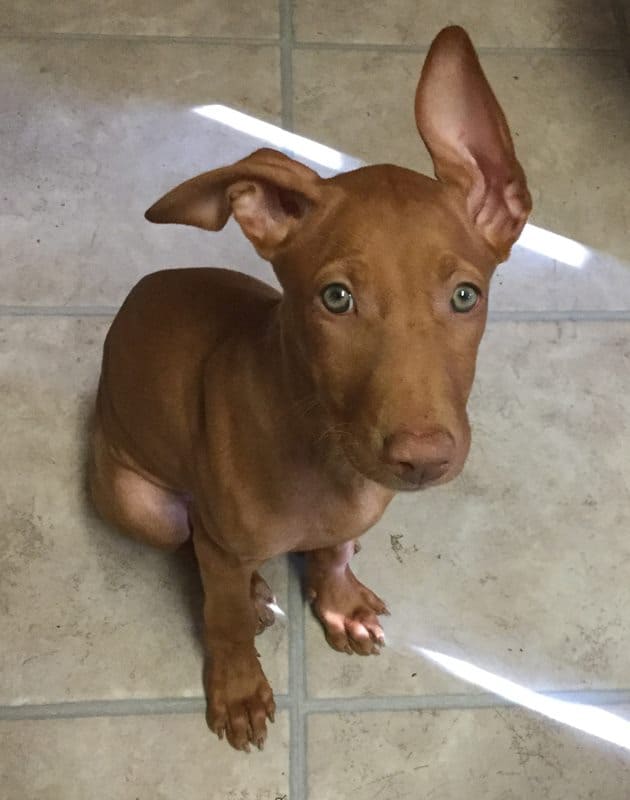 Freya, an 11-week-old Pharaoh Hound puppy and the newest member of our family. 