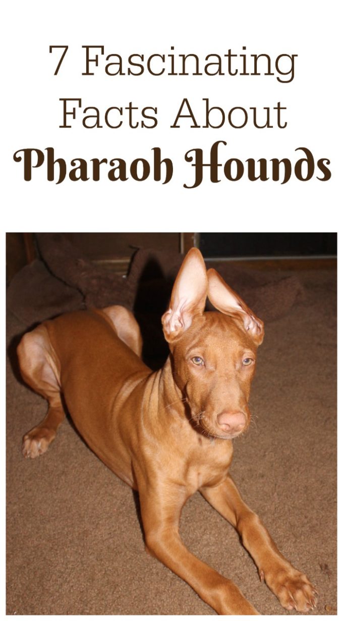 Check out 7 fascinating facts about Pharaoh Hound, the AKC's 176th most popular dog breed!