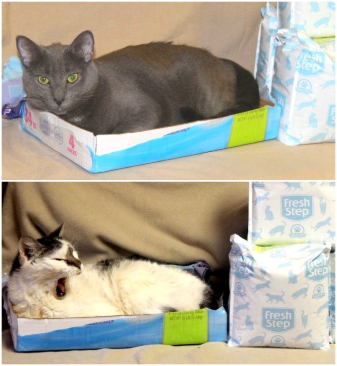 The Solution to Keeping Your Multi-Cat House Fresh Every Day