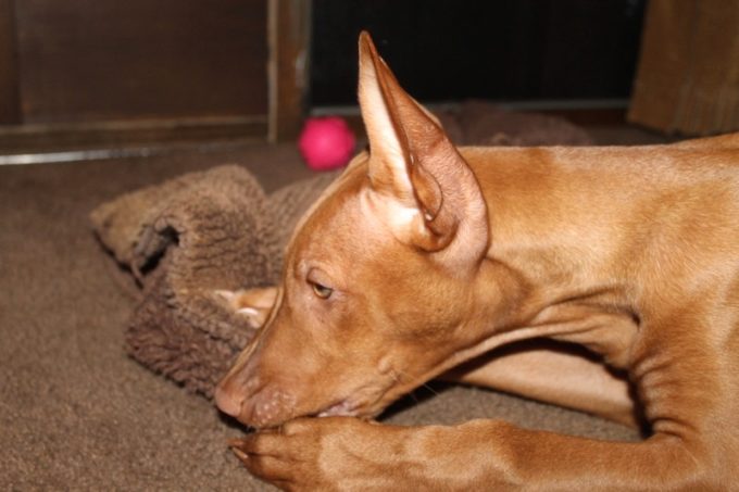 Untrainable dog? Maybe you're using the wrong method! Check out what I learned from PawCulture that helped me train my Pharaoh Hound!
