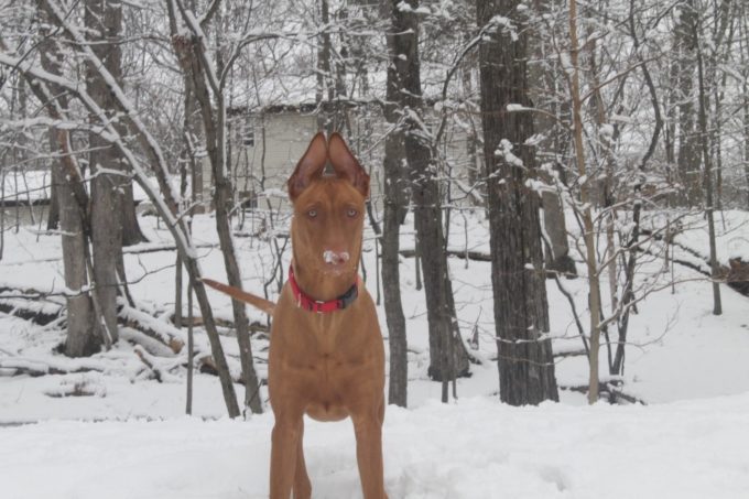 Pharaoh Hound Freya playing in the snow