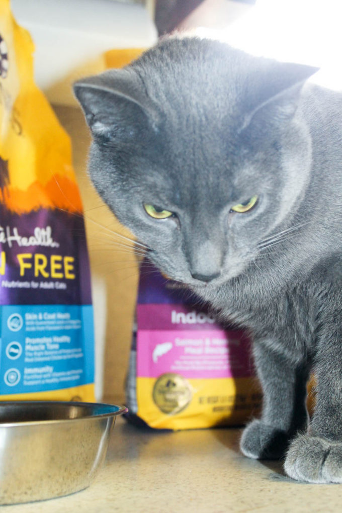5 Kittytastic Ways to Make This "The Year of the Cat" #HealthyMeetsHappy
