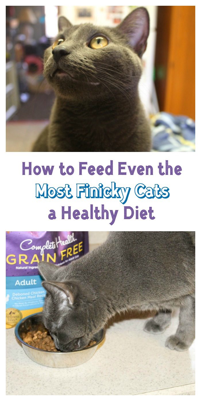 Check out how easy it is to feed even the most finicky cat a healthy diet with Wellness® Complete Health cat food!