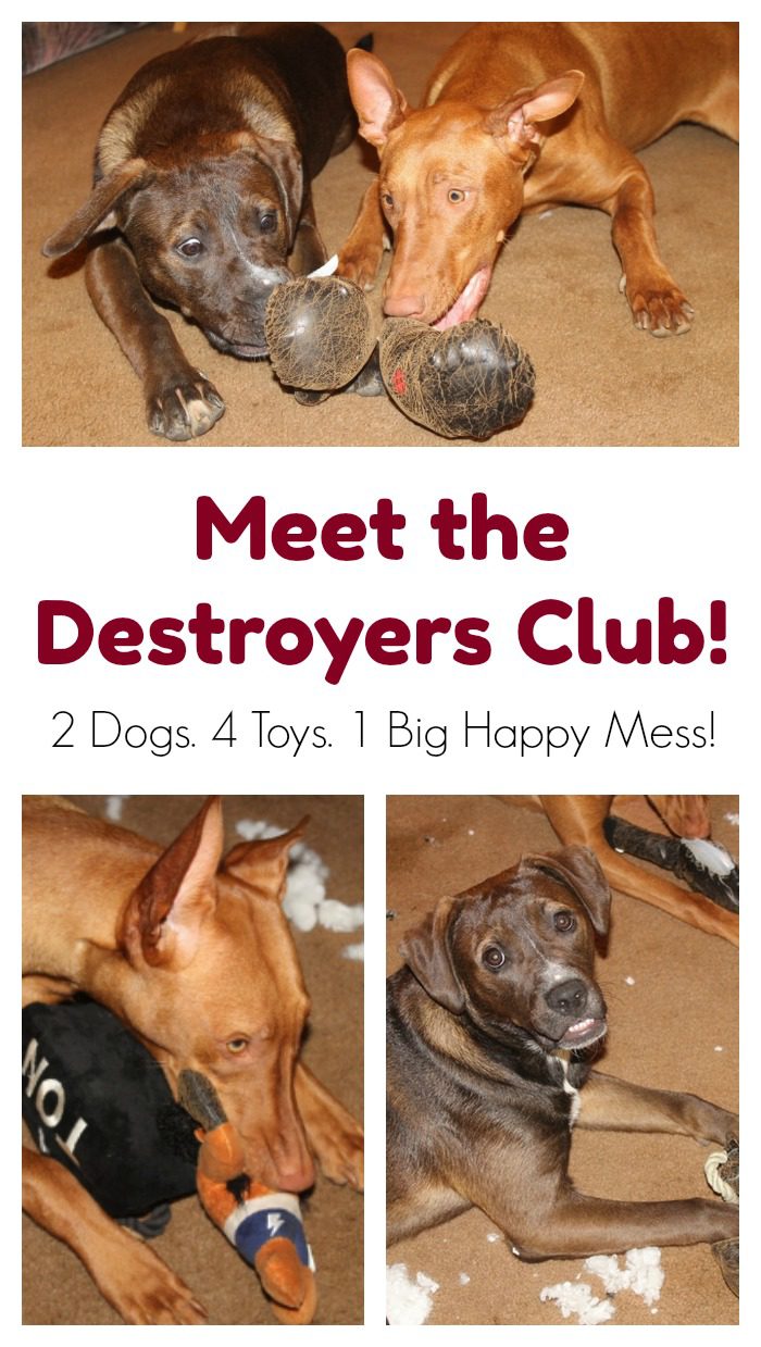 Celebrate your dog's inner destroy with BARK's Destroyer's Club!! Watch my girls go to town on their new toys, and find out what kind of destructive personality your pooch has! 
