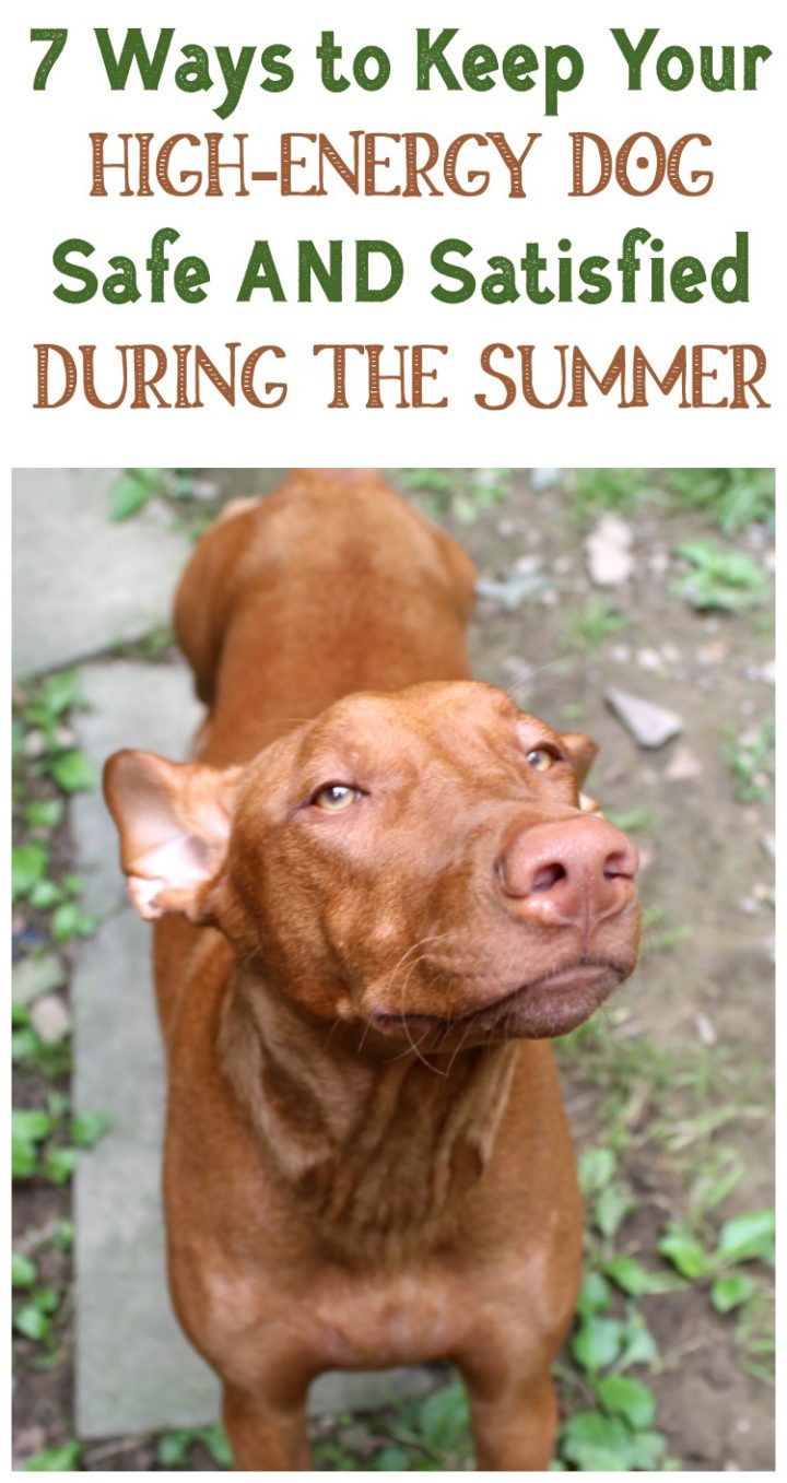 How do you keep your high-energy dog safe AND satisfied on blazing hot summer days? Check out my tried and true tips that work with my extremely active Pharaoh Hound! 