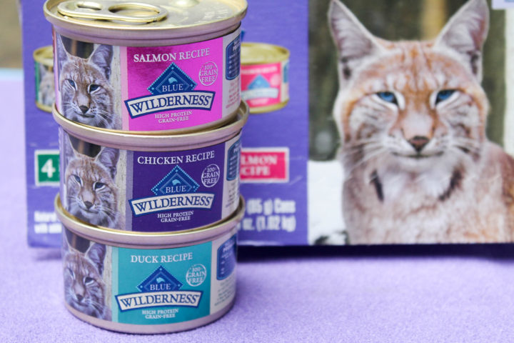 Why Should You Feed Your Cats Canned Food?