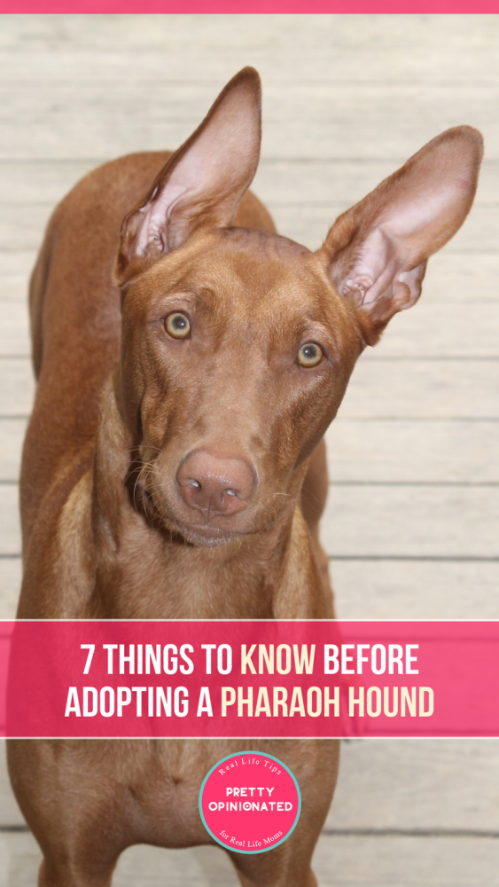 Thinking about getting a Pharaoh Hound? Make sure you're ready for the responsibility of owning the oldest dog breed! Check out 7 things you need to know!