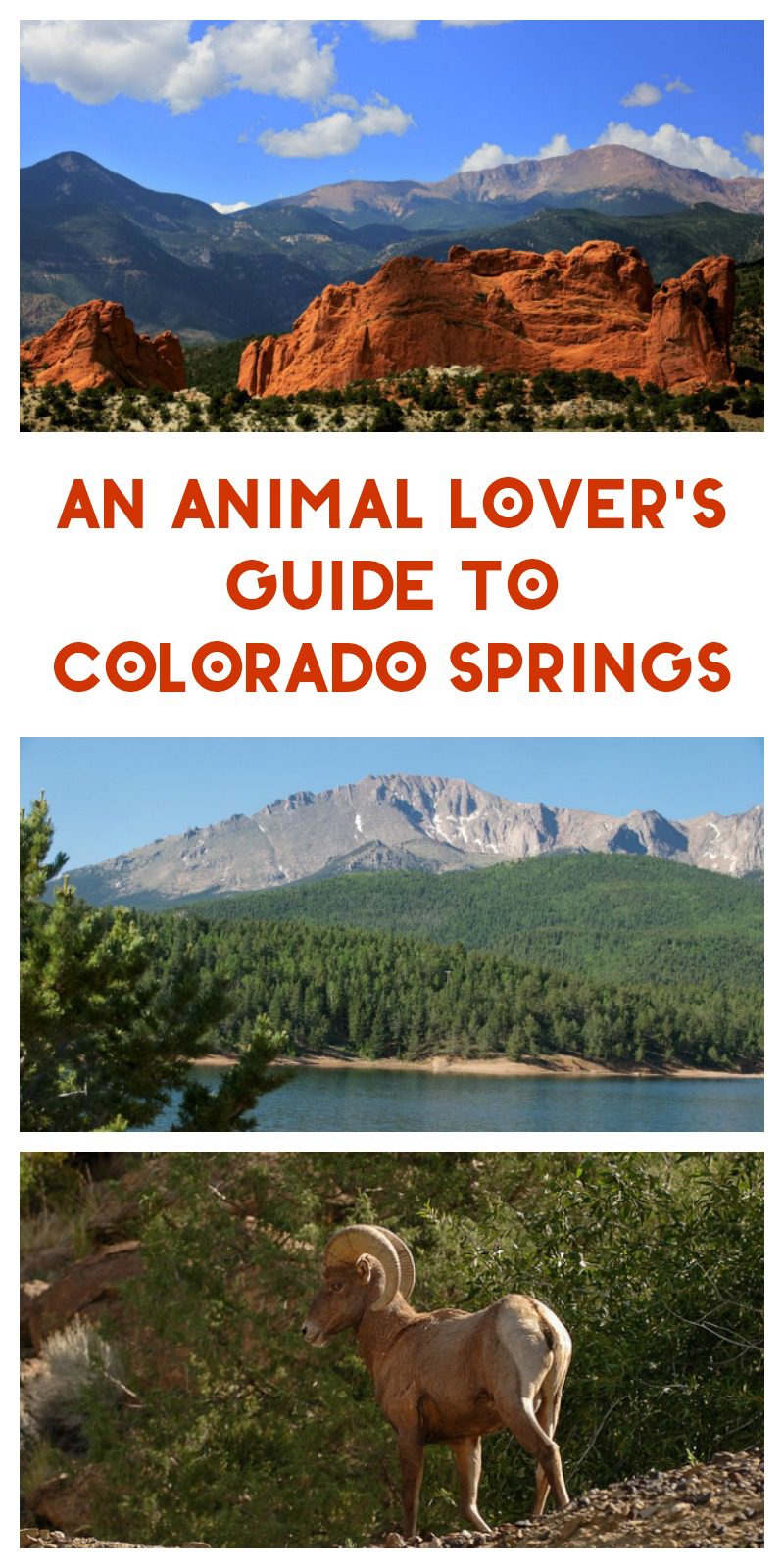 We are huge animal lovers in my family, so our trips always include some way to see local wildlife. In that spirit, I've created an animal lover's guide to Colorado Springs. Let's check it out!