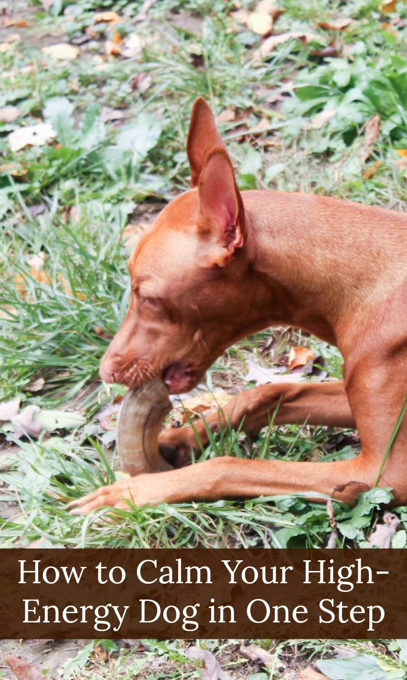 How do you calm down a high-energy dog like my Pharaoh Hound in just one step? Hand her an Icelandic+ Lamb Horn Dog Treat!