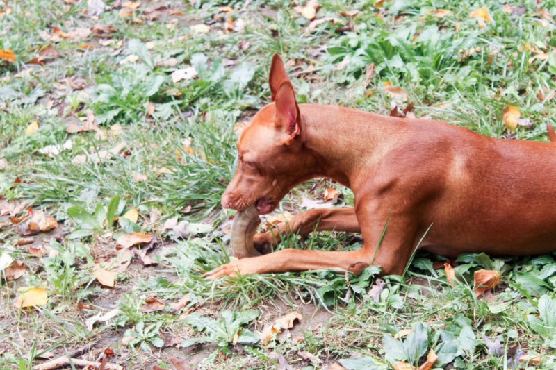How do you calm down a high-energy dog like my Pharaoh Hound in just one step? Hand her an Icelandic+ Lamb Horn Dog Treat!