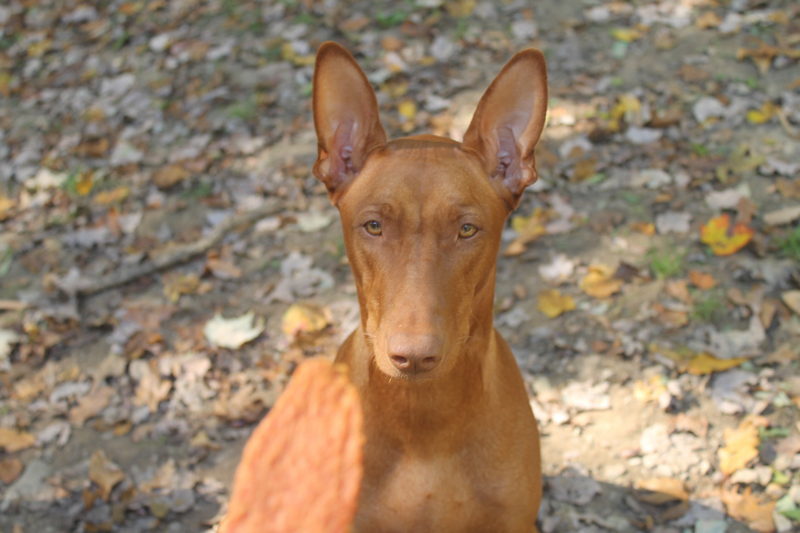 Life as a Pharaoh Hound parent is never boring! Follow along on my journey with Freya with this behind the scenes glance a day in her life! 