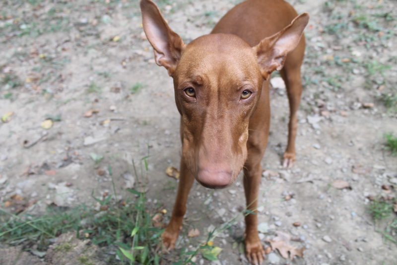 Raising Freya: A Day in the Life of a Pharaoh Hound Parent