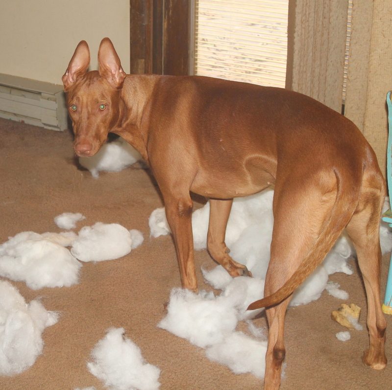 What happens when my Pharaoh Hound gets bored!