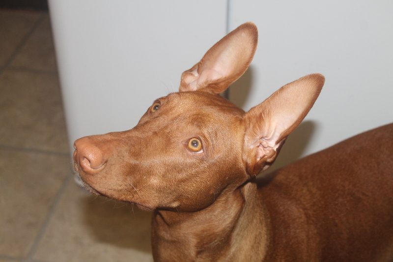 Complete Guide to the Pharaoh Hound Dog Breed (by Someone Who Actually Has One!)