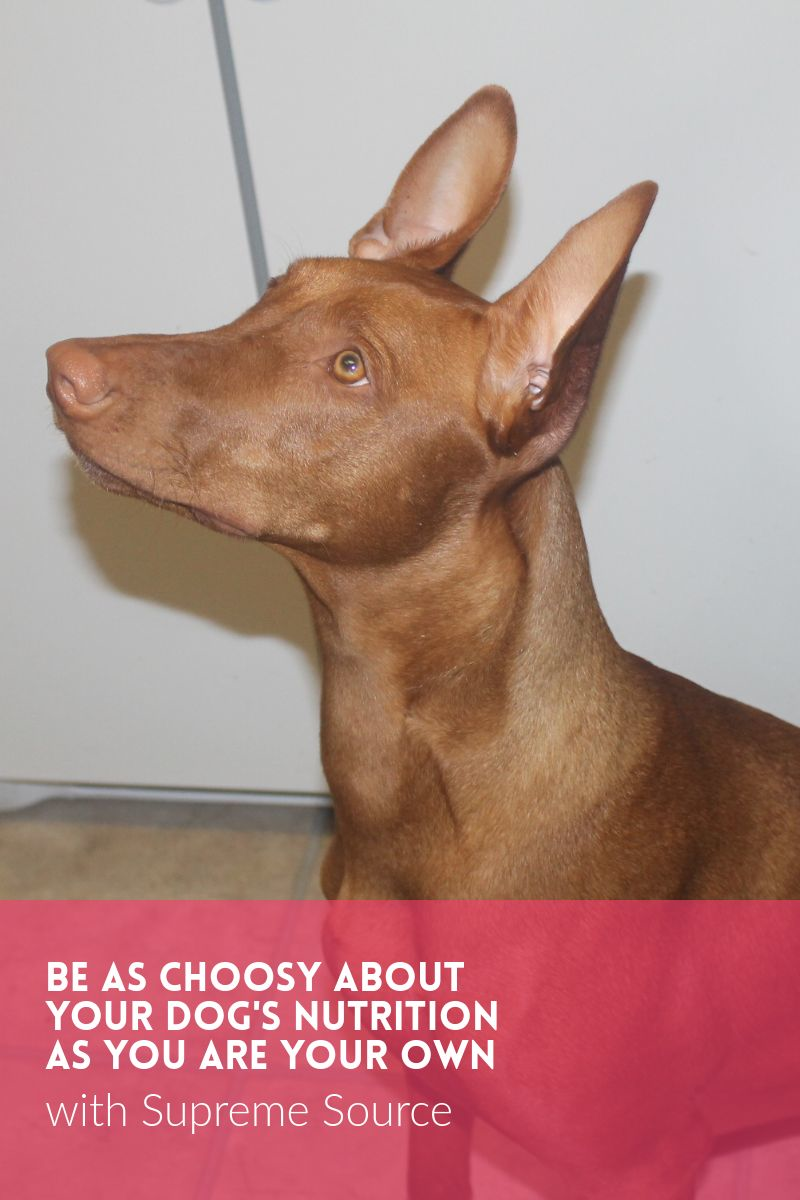 Be as Choosy About Your Dog's Nutrition as You Are Your Own with Supreme Source