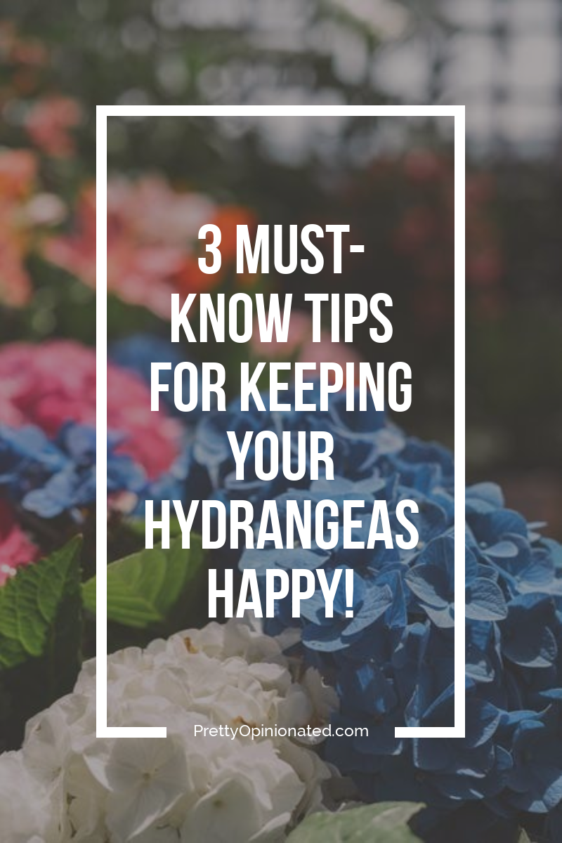 Want to keep those hydrangeas happy? Follow these 3 tips for well-meaning gardeners and you'll have gorgeous flowers in no time!
