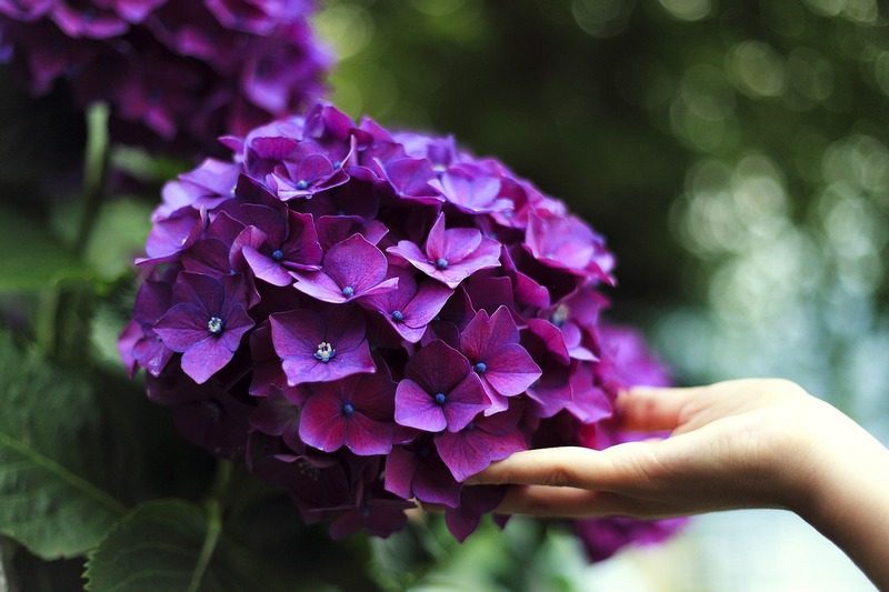 Want to keep those hydrangeas happy? Follow these 3 tips for well-meaning gardeners and you'll have gorgeous flowers in no time!