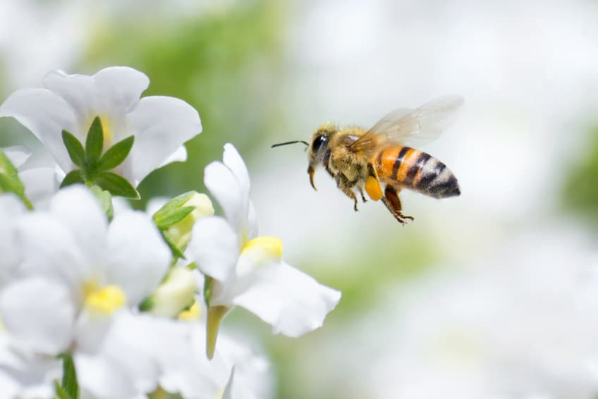 How To Protect the Pollinators By 'Bee'-ing a Good Home Gardener